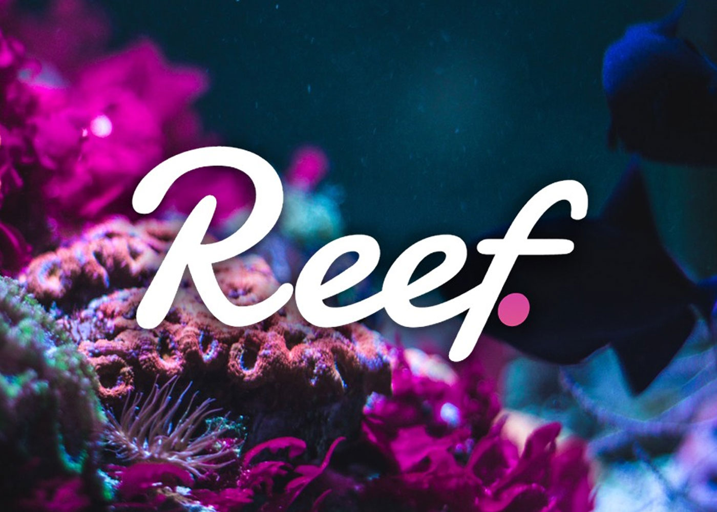 Why Reef Coin Is Not Meeting Expectations?